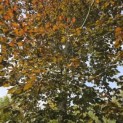 Fagus sylvatica 'Atropunicea' - 4