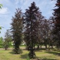 Fagus sylvatica 'Atropunicea' - 3