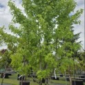 Liquidambar styraciflua 'Worplesdon' - 4