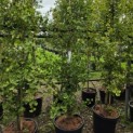 Ginkgo biloba fastigiata 'Blagon' - 1