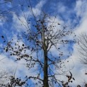 Fagus sylvatica - Foto 4