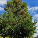 Ilex Aquifolium - vol met bessen in oktober 2024
