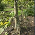 Carpinus betulus - 2