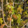 Acer buergerianum - impressiefoto blad voorjaar