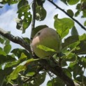 Malus domestica 'Sijden Hempje' - Foto 4
