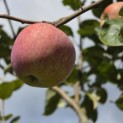 Malus domestica 'Sijden Hempje' - Foto 3