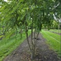 Robinia margaretta 'Casque Rouge' - Foto 7
