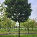 Gleditsia triacanthos ‘Elegantissima’ - 1