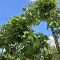 Firmiana simplex - Foto 2