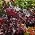 Acer palmatum 'Bloodgood' - impressie foto van het mooie voorjaarsblad