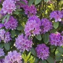 Rhododendron 'Catawbiense Grandiflorum - 3
