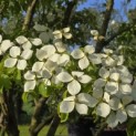 Cornus 'Norman Hadden' - 5