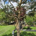 Pinus sylvestris - 3