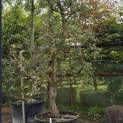 Pyrus communis 'Gieser Wildeman' - Foto 1