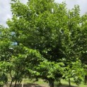 Styrax japonicus - juni 2026