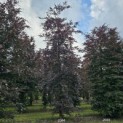 Fagus sylvatica 'Atropunicea' - 1
