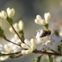 Heptacodium miconioides - Foto 1