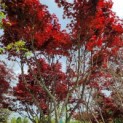 Acer palmatum 'Bloodgood' - Afbeelding 1