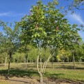 Aesculus x carnea 'Briotii' - 1