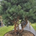 Pinus sylvestris 'Watereri' - 3
