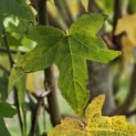 Liquidambar Styraciflua - 2