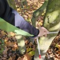 Platanus x Hispanica - 4