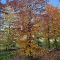 Fagus sylvatica 'Atropunicea' - 6