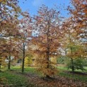 Fagus sylvatica 'Atropunicea' - november 2025