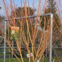 Acer palmatum 'Bi-hoo' - 1