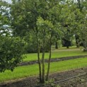 Quercus robur - Foto 7