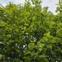 Carpinus betulus Fastigiata - 4