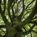 Carpinus betulus Fastigiata - 2026