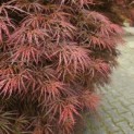 Acer palmatum 'Dragon's fire' - 6
