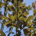 Prunus padus 'Colorata' - 2