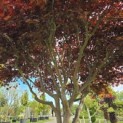 Acer palmatum 'Bloodgood' - Foto 4