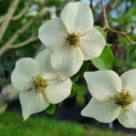 Cornus kousa 'Milky Way' - Foto 5