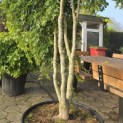 Acer palmatum 'Ryusen' - 3