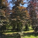 Fagus sylvatica 'Atropunicea' - 1