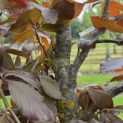 Fagus sylvatica 'Purple Fountain' - 1