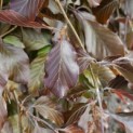 Fagus sylvatica 'Purple Fountain' - blad 5 mei 2026