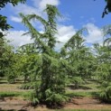 Cedrus deodara - 4