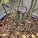 Amelanchier lamarckii - Foto 3