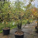 Amelanchier lamarckii - Foto 4