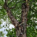 betula nigra - Afbeelding 1