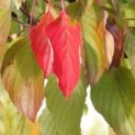 Cornus controversa