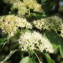 Cornus controversa