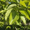 Magnolia 'Yellow River' - 1