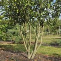 Prunus laur. Caucasica - 3