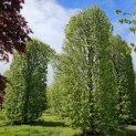 Carpinus betulus - 5