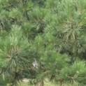 Pinus nigra - 2